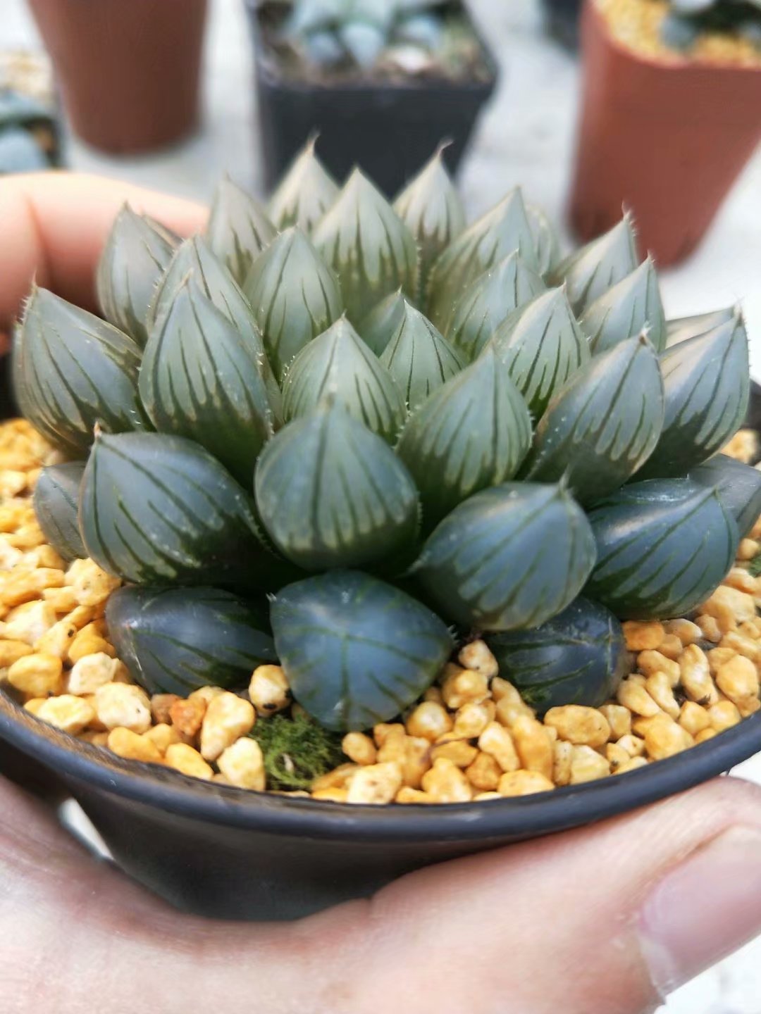 Haworthia Yamada Black Obtus,Rare Succulent,Larger Succulen,Live Succulent Plants,