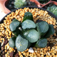 Haworthia truncata var. maughanii ’dajing‘,Rare Succulent,Live Succulent Plants