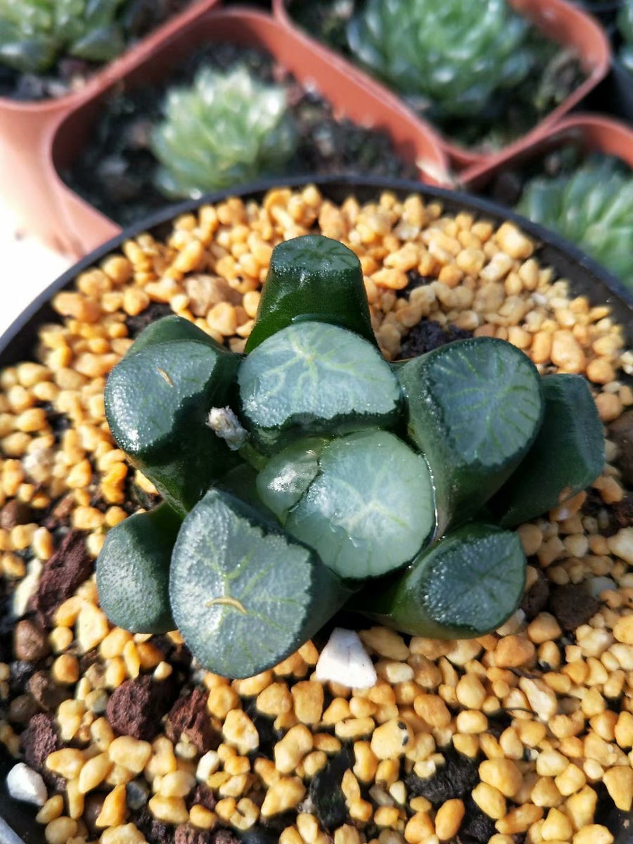 Haworthia truncata var. maughanii ’dajing‘,Rare Succulent,Live Succulent Plants