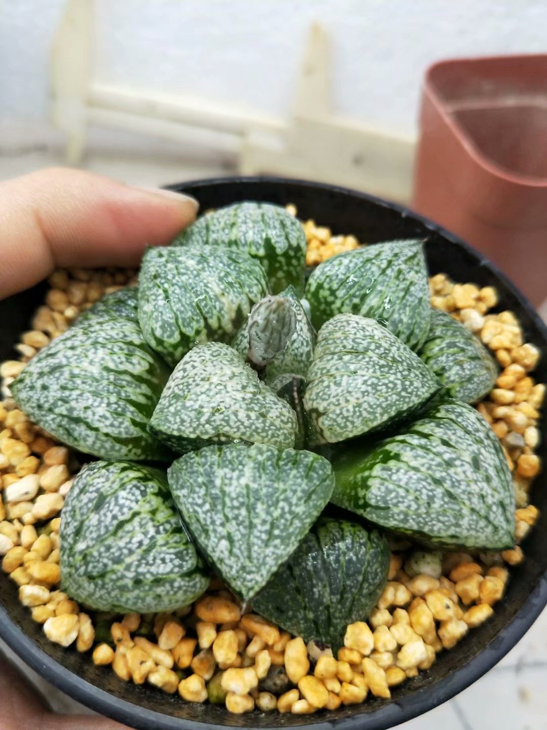 Haworthia emelyae var. emelyae Poelln,Rare Succulent,Live Succulent Plants