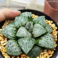 Haworthia emelyae var. emelyae Poelln,Rare Succulent,Live Succulent Plants