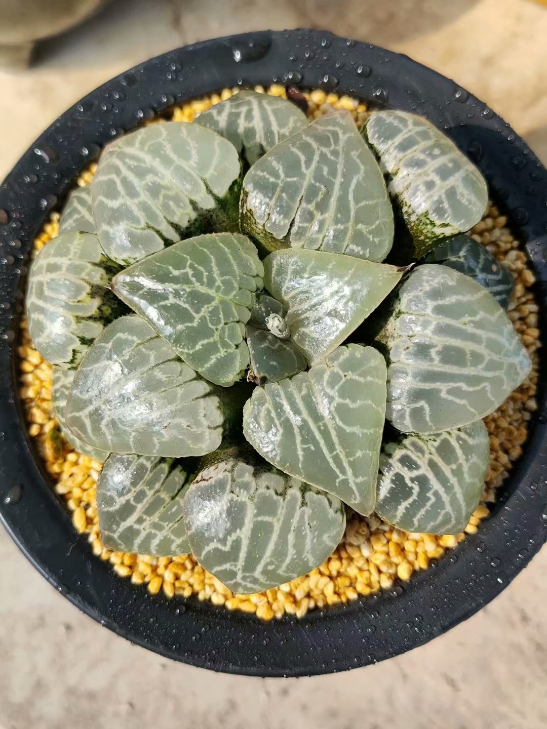 Haworthia emelyae var.comptoniana,Larger Succulent,Rare Succulent，Live Succulent Plants