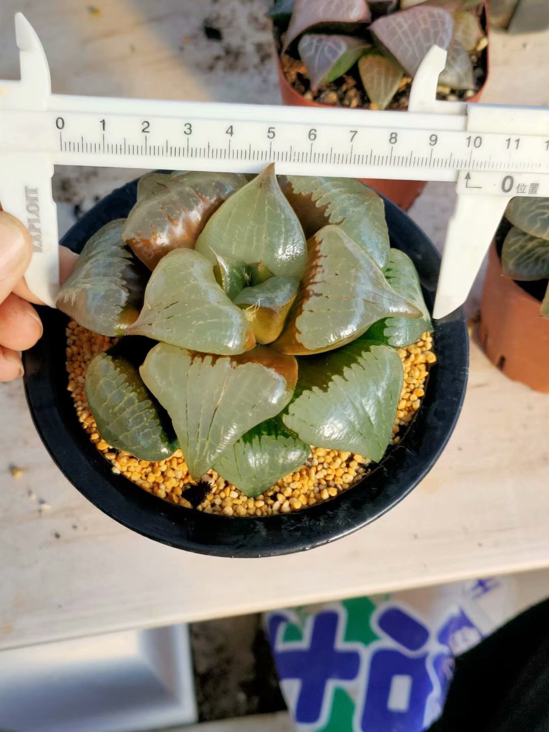 Haworthia pygmaea  'a han' ,Larger Succulent,Rare Succulent，Live Succulent Plants