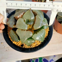 Haworthia pygmaea  'a han' ,Larger Succulent,Rare Succulent，Live Succulent Plants