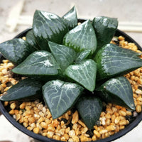 Haworthia Correcta “Ice River",Larger Succulent,Rare Succulent，Live Succulent Plants