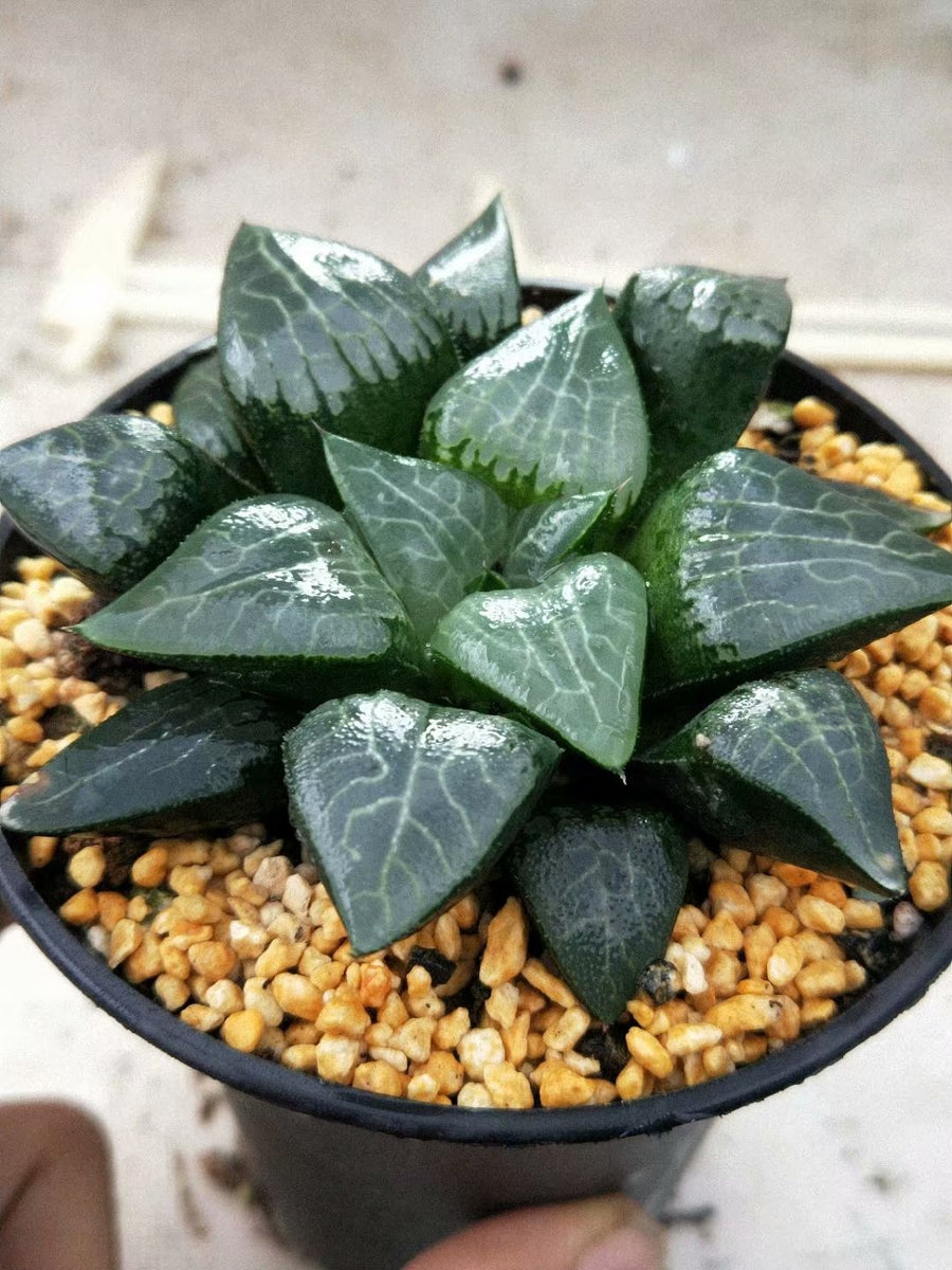 Haworthia Correcta “Ice River",Larger Succulent,Rare Succulent，Live Succulent Plants