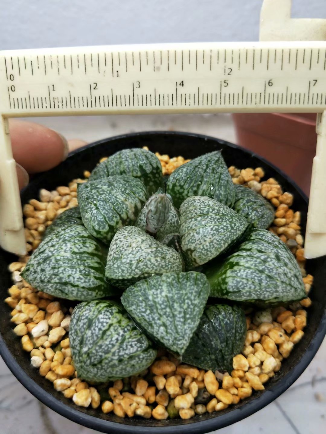 Haworthia emelyae var. emelyae Poelln,Rare Succulent,Live Succulent Plants