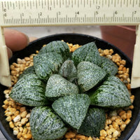 Haworthia emelyae var. emelyae Poelln,Rare Succulent,Live Succulent Plants