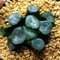 Haworthia truncata var. maughanii 'yunduan‘，Rare Succulent，Live Succulent Plants