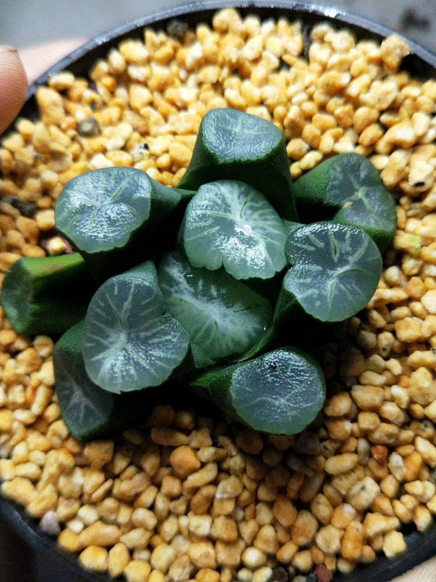 Haworthia truncata var. maughanii 'yunduan‘，Rare Succulent，Live Succulent Plants