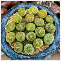 Assorted Lithops,Rare Lithops,Rare Succulents