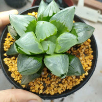 haworthia pygmaea mutant 'ice city',Larger Succulent,Rare Succulent，Live Succulent Plants