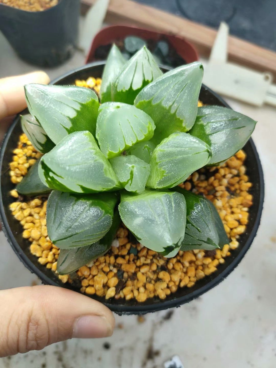 haworthia pygmaea mutant 'ice city',Larger Succulent,Rare Succulent，Live Succulent Plants