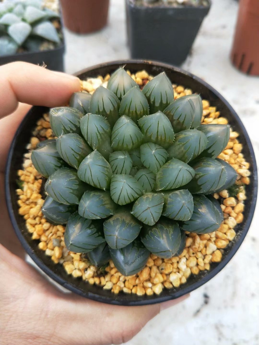 Haworthia Yamada Black Obtus,Rare Succulent,Larger Succulen,Live Succulent Plants,