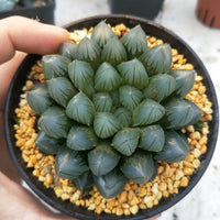 Haworthia Yamada Black Obtus,Rare Succulent,Larger Succulen,Live Succulent Plants,