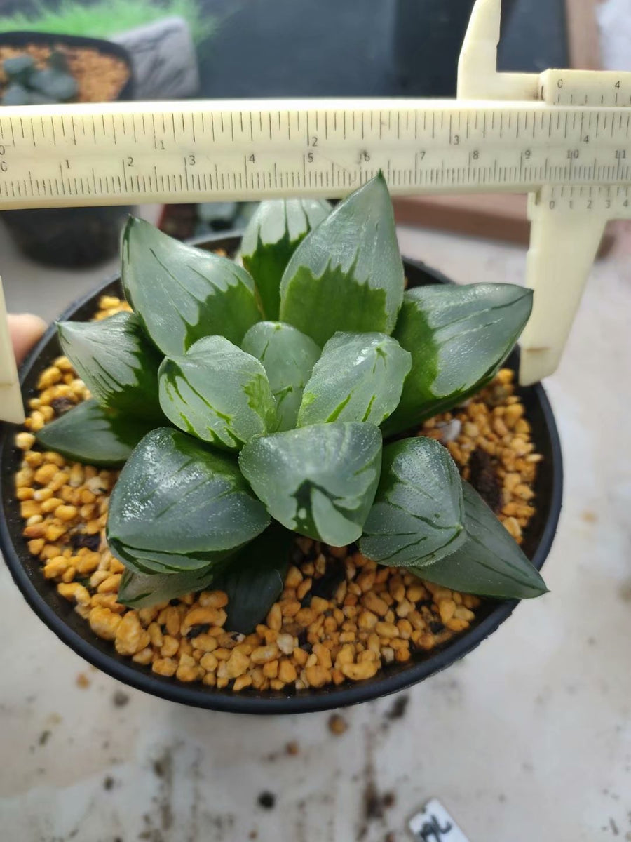 haworthia pygmaea mutant 'ice city',Larger Succulent,Rare Succulent，Live Succulent Plants