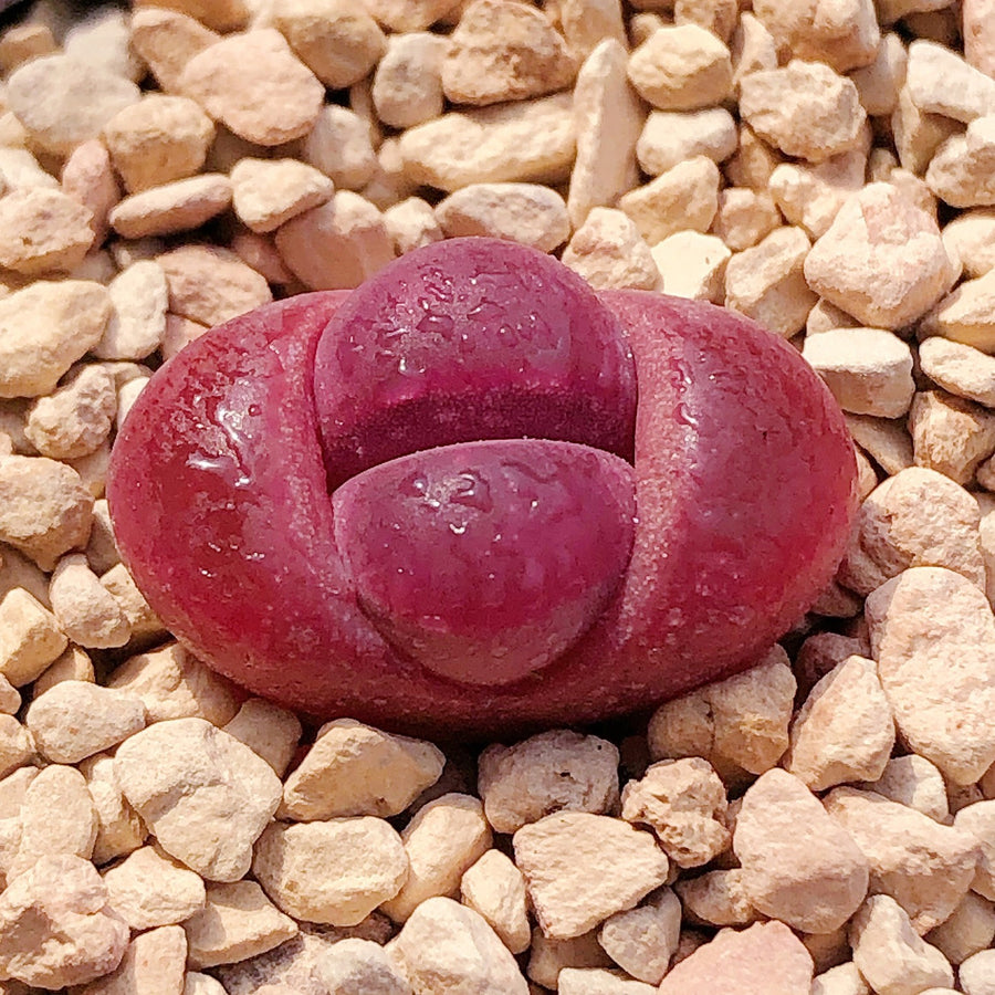 Assorted Lithops,Rare Lithops,Rare Succulents