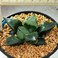 Haworthia 'guobanruo',Larger Succulent,Rare Succulent，Live Succulent Plants