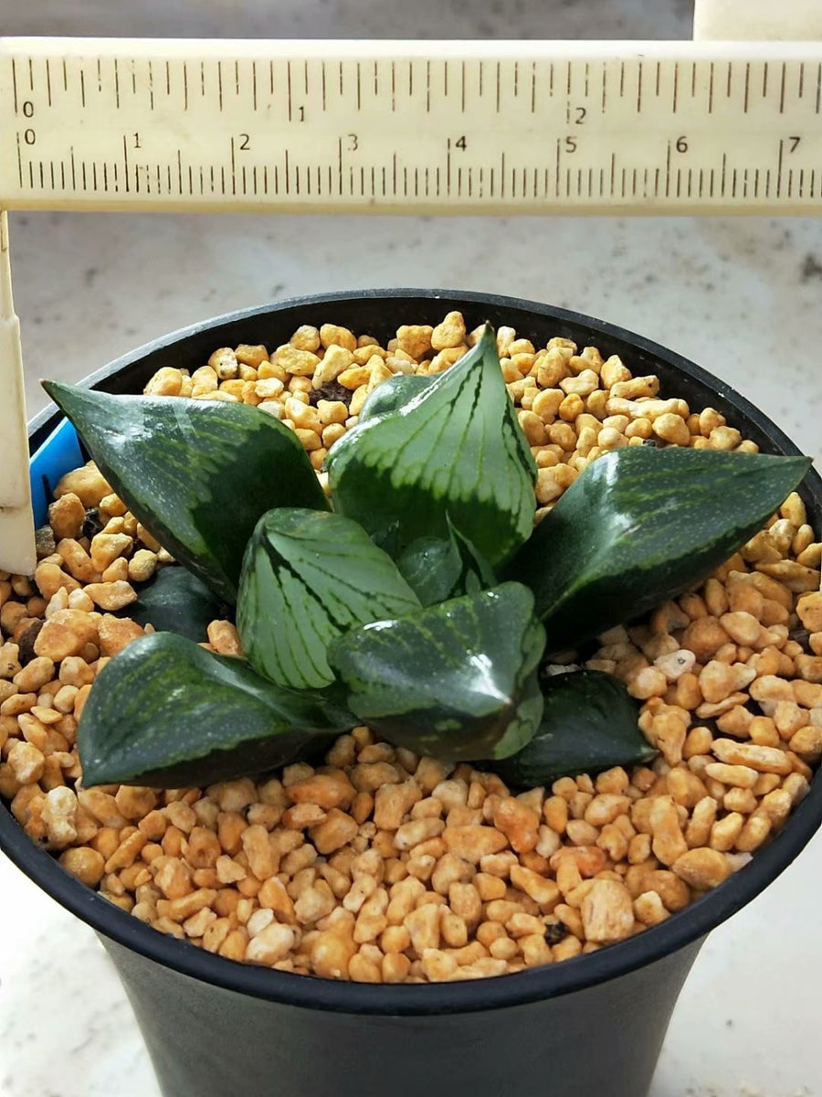 Haworthia 'guobanruo',Larger Succulent,Rare Succulent，Live Succulent Plants