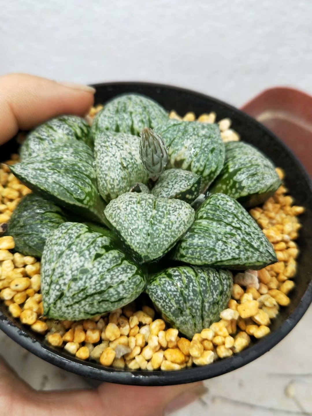 Haworthia emelyae var. emelyae Poelln,Rare Succulent,Live Succulent Plants