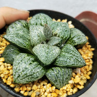 Haworthia emelyae var. emelyae Poelln,Rare Succulent,Live Succulent Plants