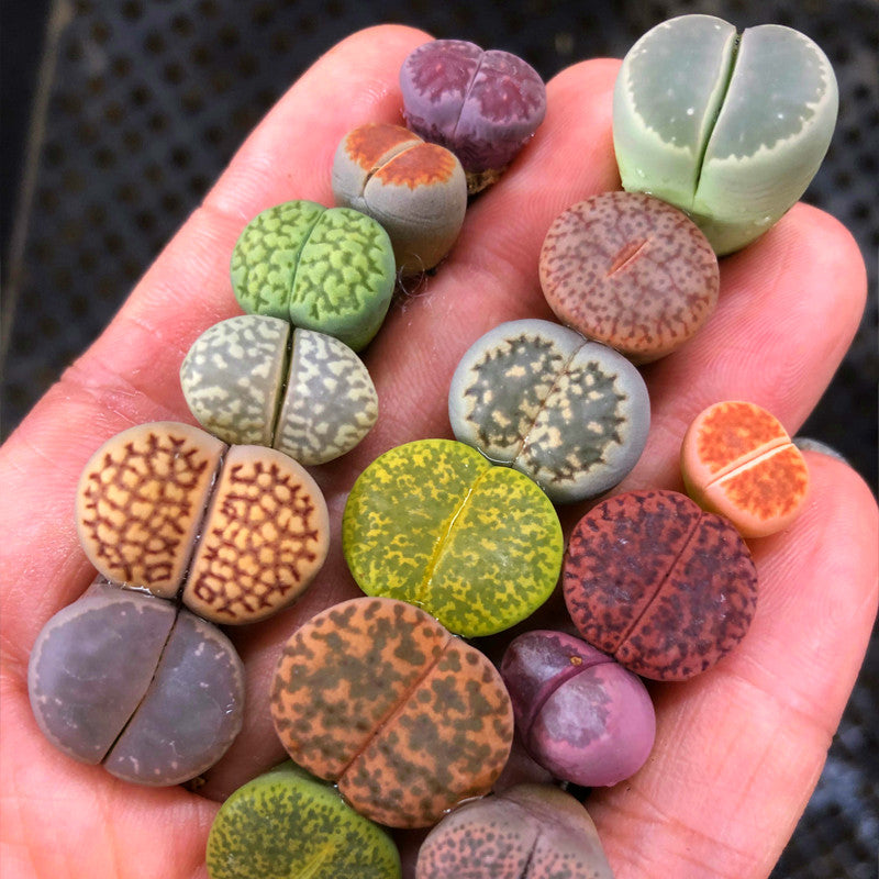 Assorted Lithops,Rare Lithops,Rare Succulents