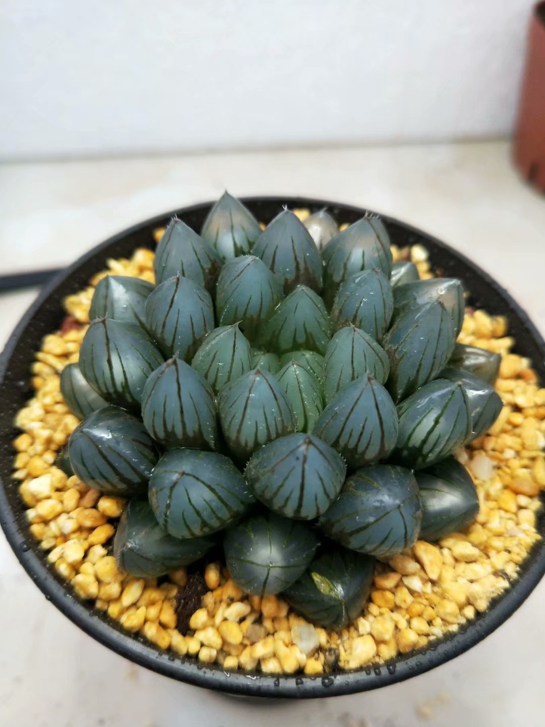 Haworthia Yamada Black Obtus,Rare Succulent,Larger Succulen,Live Succulent Plants,