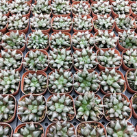 Haworthia retusa，Rare Succulent，Live Succulent Plants