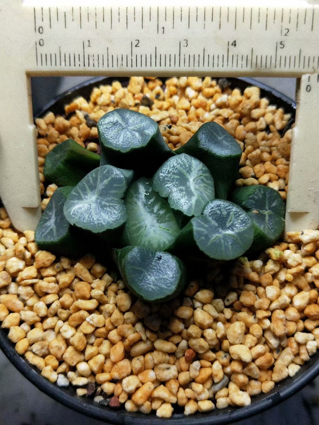 Haworthia truncata var. maughanii 'yunduan‘，Rare Succulent，Live Succulent Plants