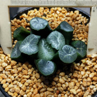 Haworthia truncata var. maughanii 'yunduan‘，Rare Succulent，Live Succulent Plants