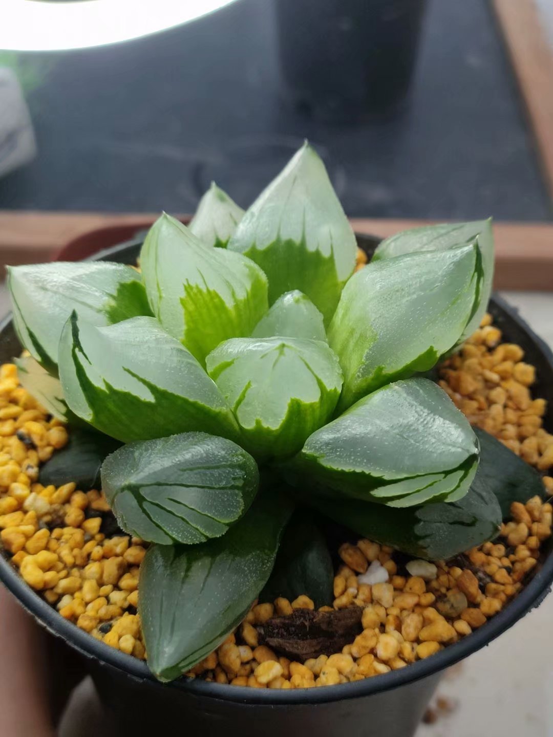 haworthia pygmaea mutant 'ice city',Larger Succulent,Rare Succulent，Live Succulent Plants