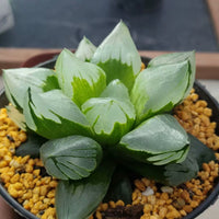 haworthia pygmaea mutant 'ice city',Larger Succulent,Rare Succulent，Live Succulent Plants