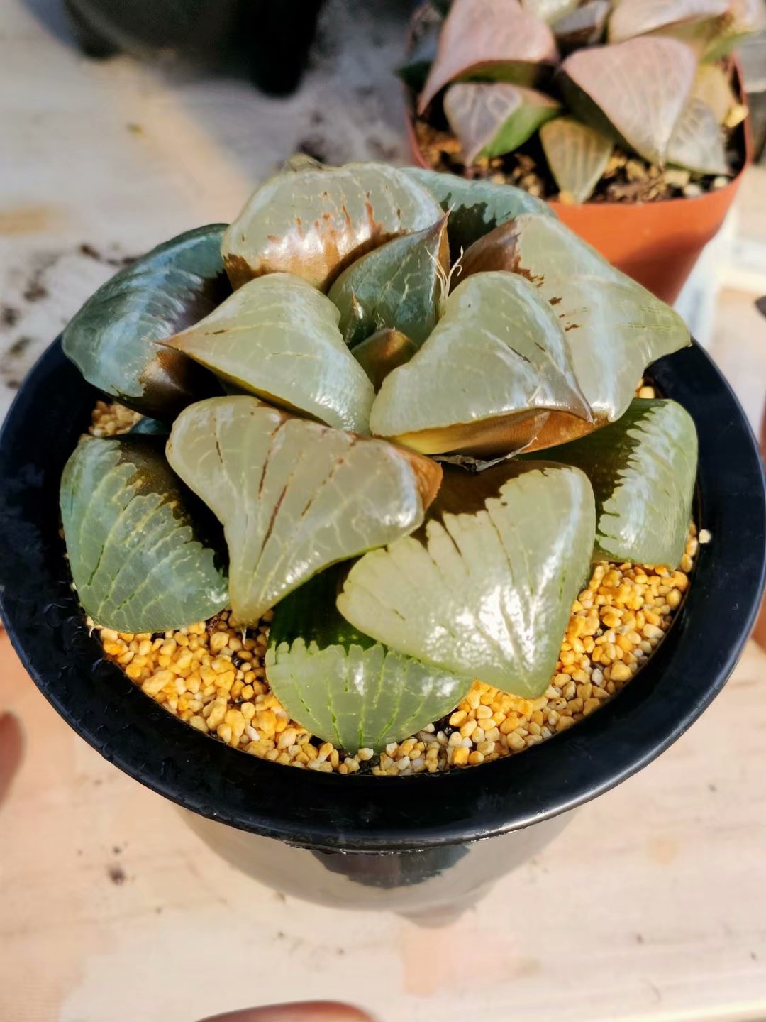 Haworthia pygmaea  'a han' ,Larger Succulent,Rare Succulent，Live Succulent Plants