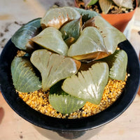 Haworthia pygmaea  'a han' ,Larger Succulent,Rare Succulent，Live Succulent Plants