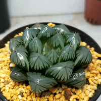 Haworthia obtusa var.pilifera 'crystal' ，Larger Succulent,Rare Succulent，Live Succulent Plants