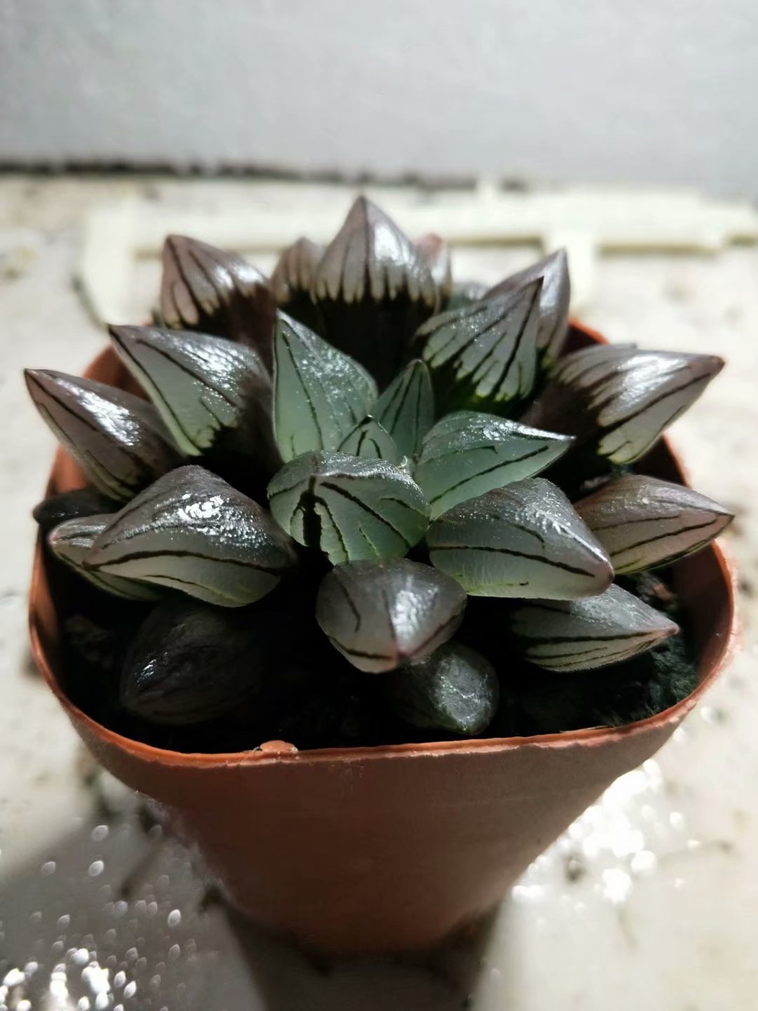 Haworthia retusa，Rare Succulent，Live Succulent Plants