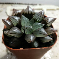 Haworthia retusa，Rare Succulent，Live Succulent Plants