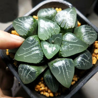 Haworthia emelyae,Larger Succulent,Rare Succulent,Live Succulent Plants