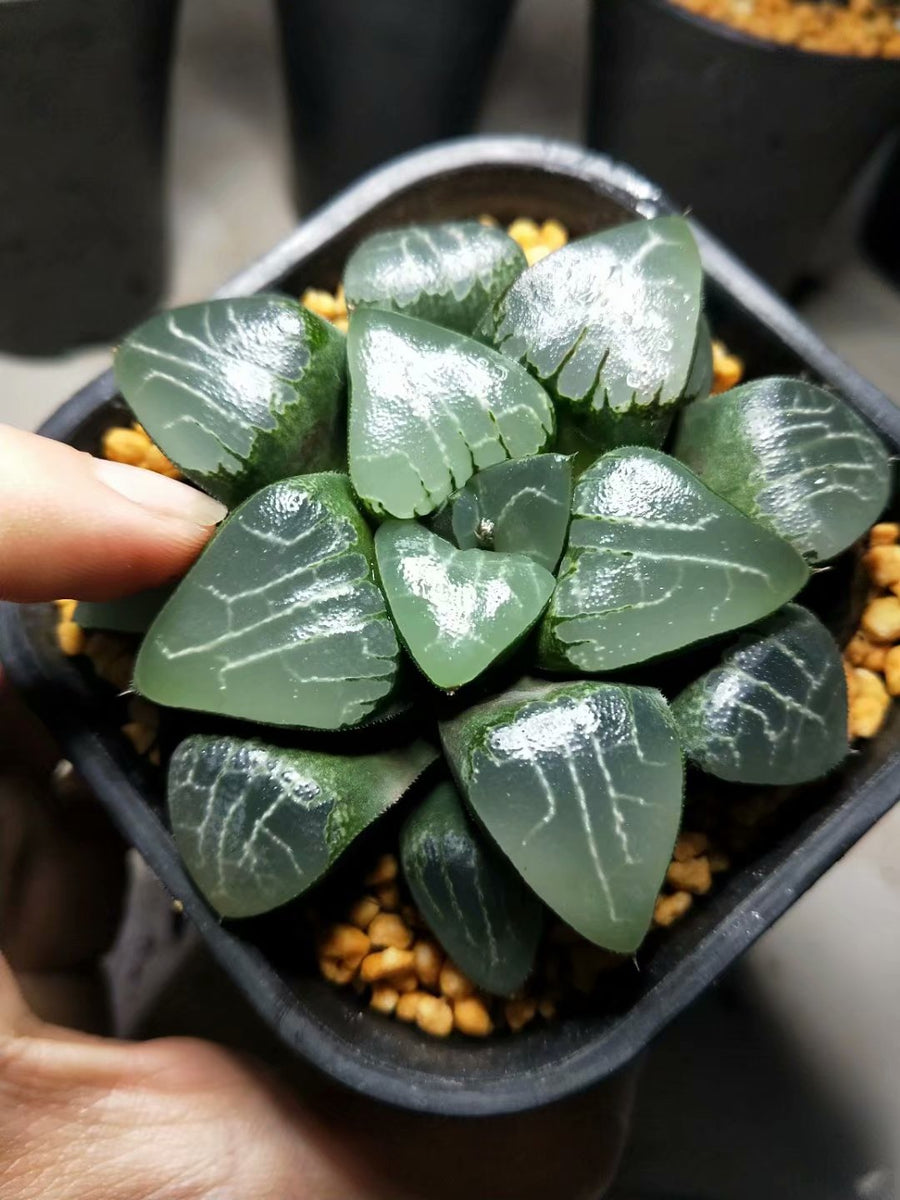 Haworthia emelyae,Larger Succulent,Rare Succulent,Live Succulent Plants