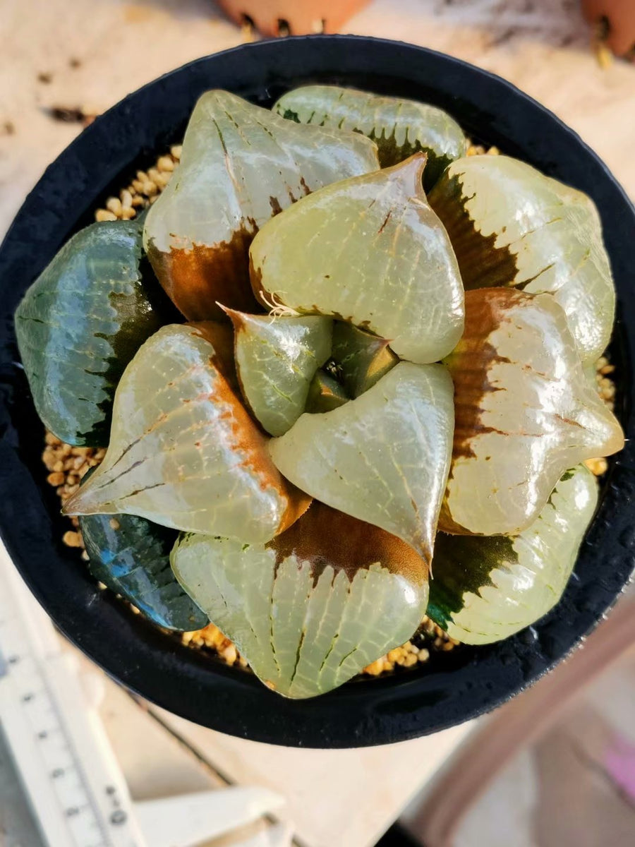 Haworthia pygmaea  'a han' ,Larger Succulent,Rare Succulent，Live Succulent Plants