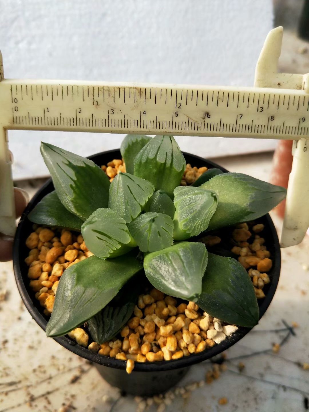 haworthia pygmaea mutant 'ice city',Larger Succulent,Rare Succulent，Live Succulent Plants