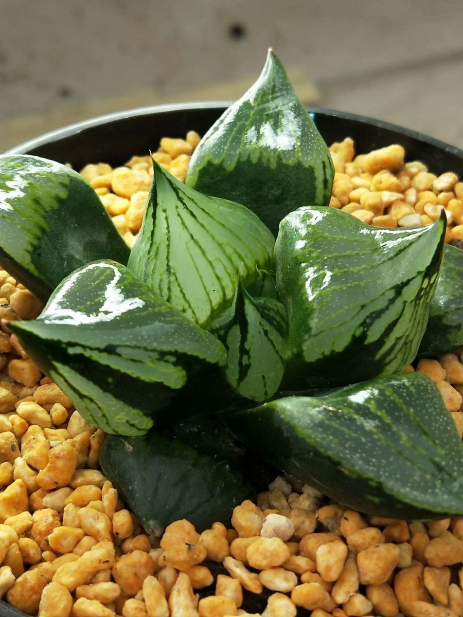 Haworthia 'guobanruo',Larger Succulent,Rare Succulent，Live Succulent Plants