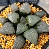 Haworthia bayeriJ.D.Venter &amp; S.A.Hammer，Rare Succulent，Live Succulent Plants