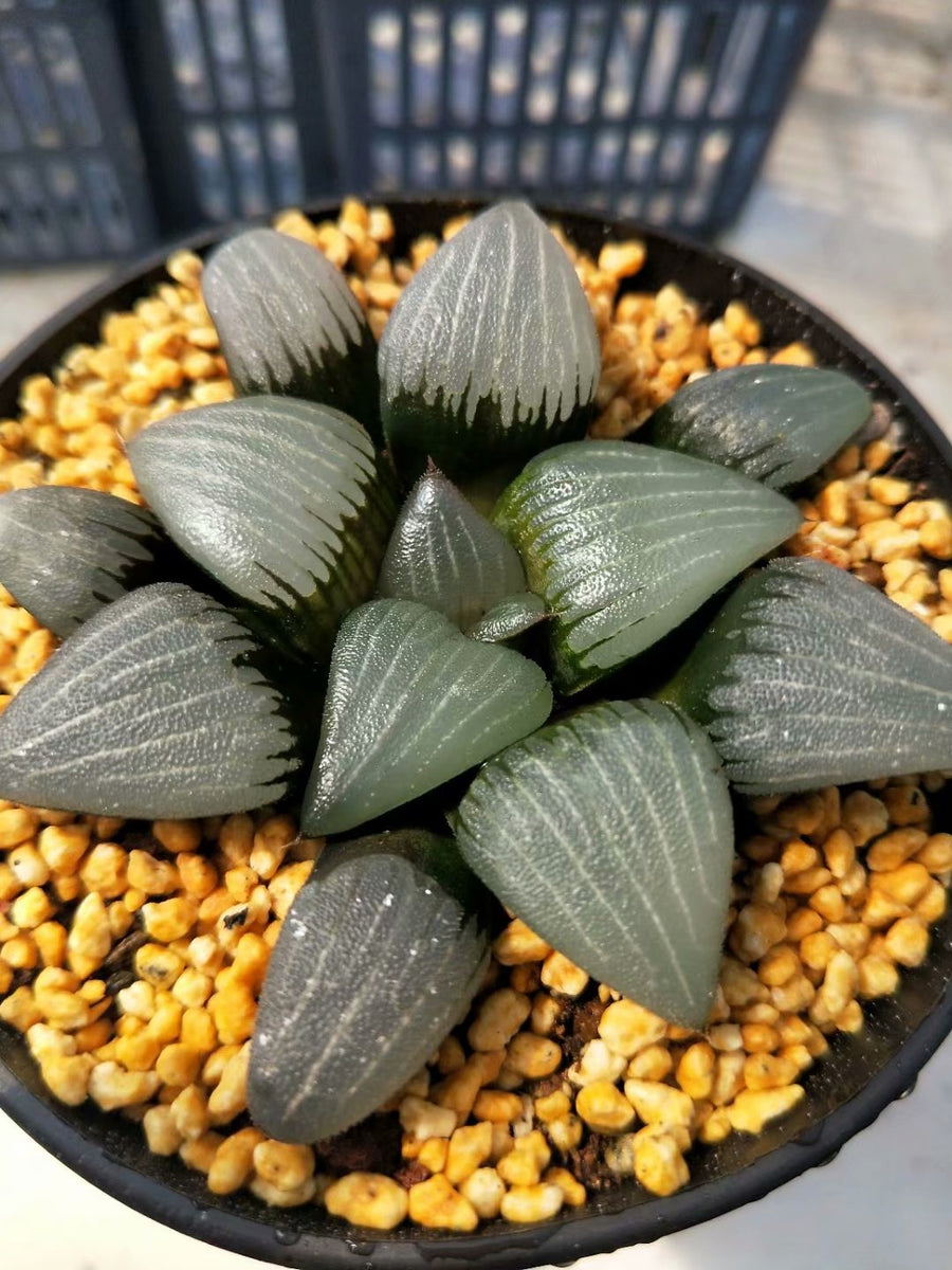 Haworthia bayeriJ.D.Venter &amp; S.A.Hammer，Rare Succulent，Live Succulent Plants