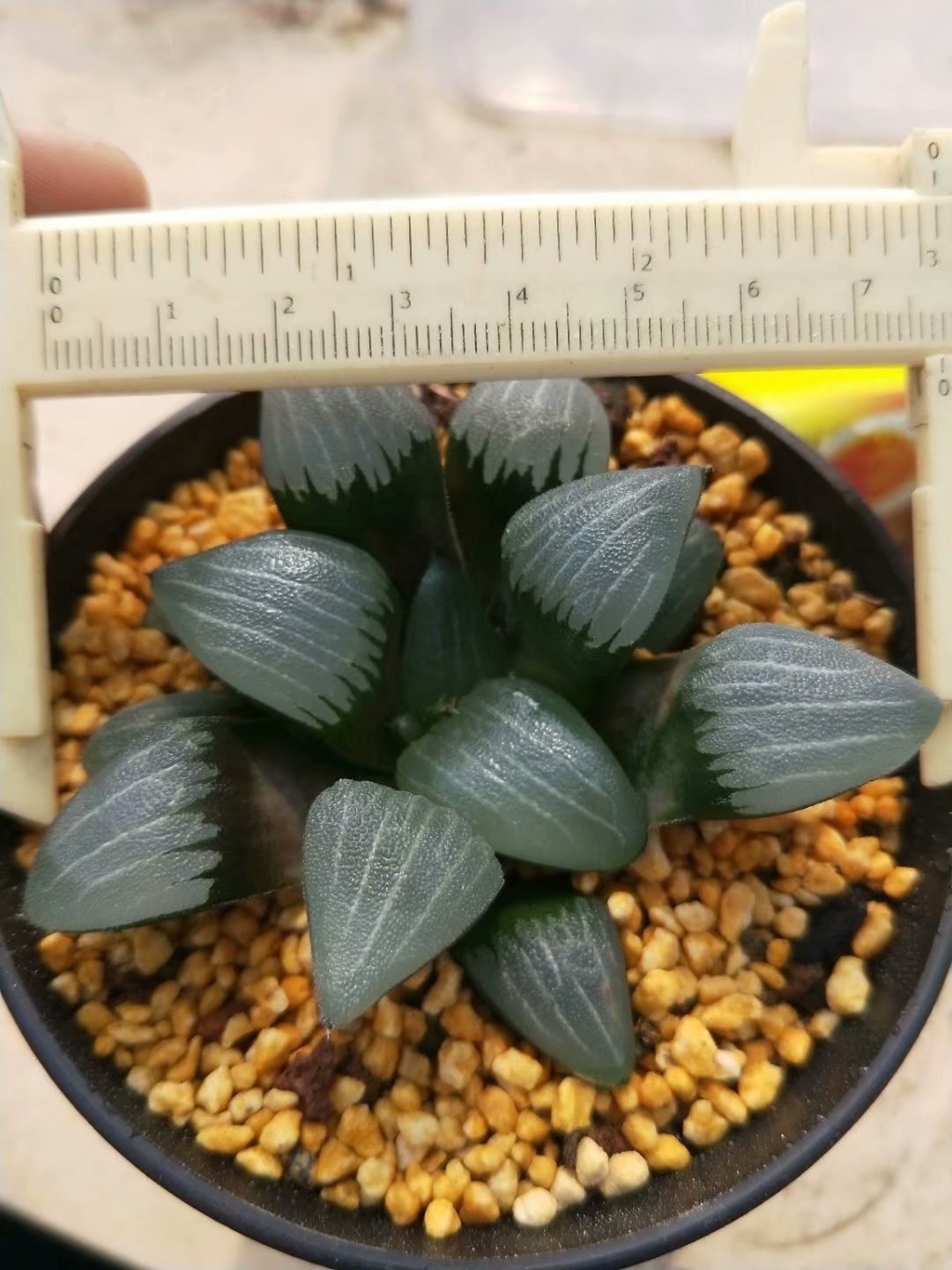 Haworthia bayeriJ.D.Venter &amp; S.A.Hammer，Rare Succulent，Live Succulent Plants