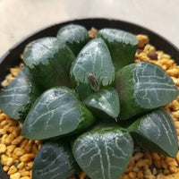 Haworthia emelyae,Larger Succulent,Rare Succulent,Live Succulent Plants