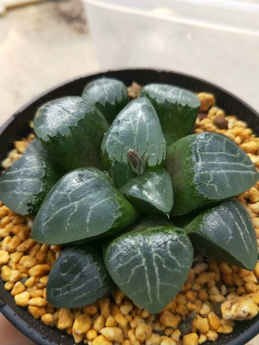 Haworthia emelyae,Larger Succulent,Rare Succulent,Live Succulent Plants