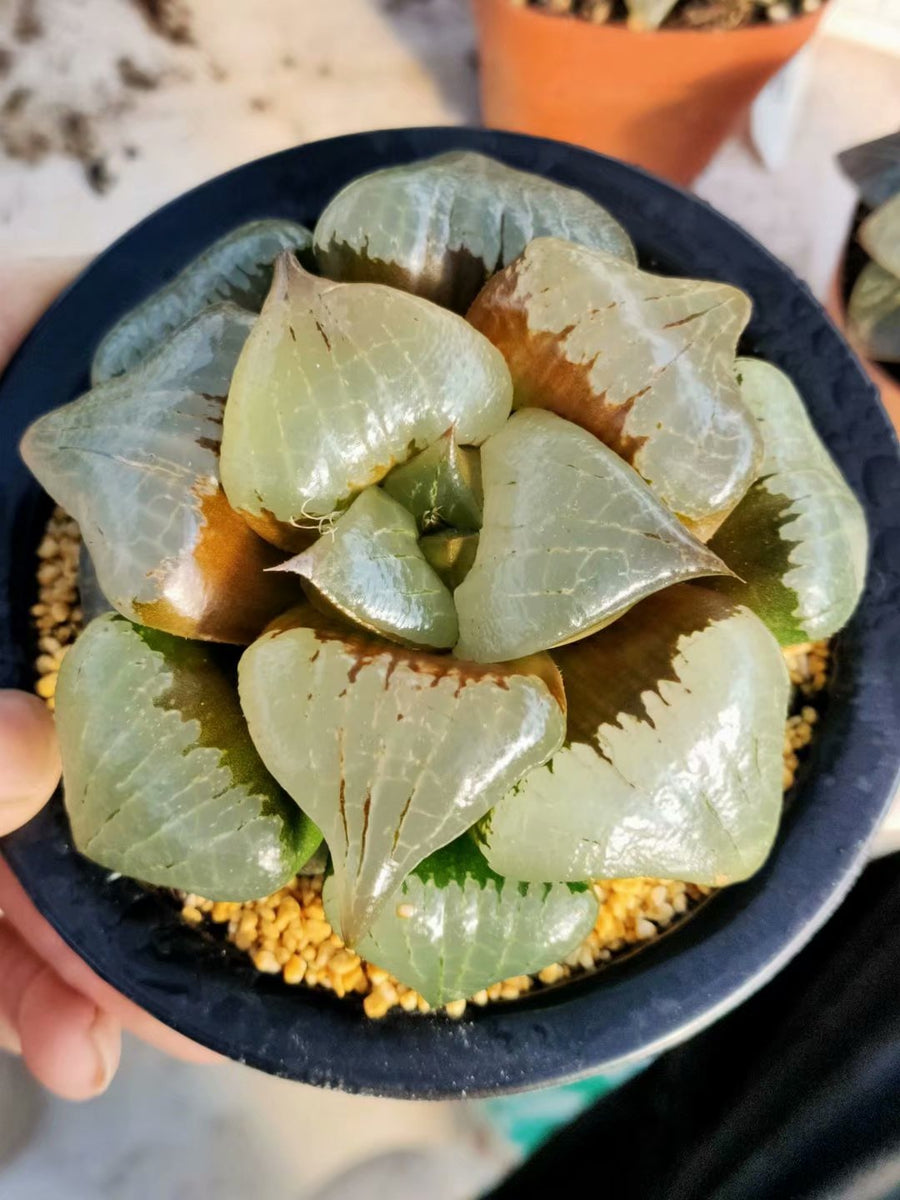 Haworthia pygmaea  'a han' ,Larger Succulent,Rare Succulent，Live Succulent Plants