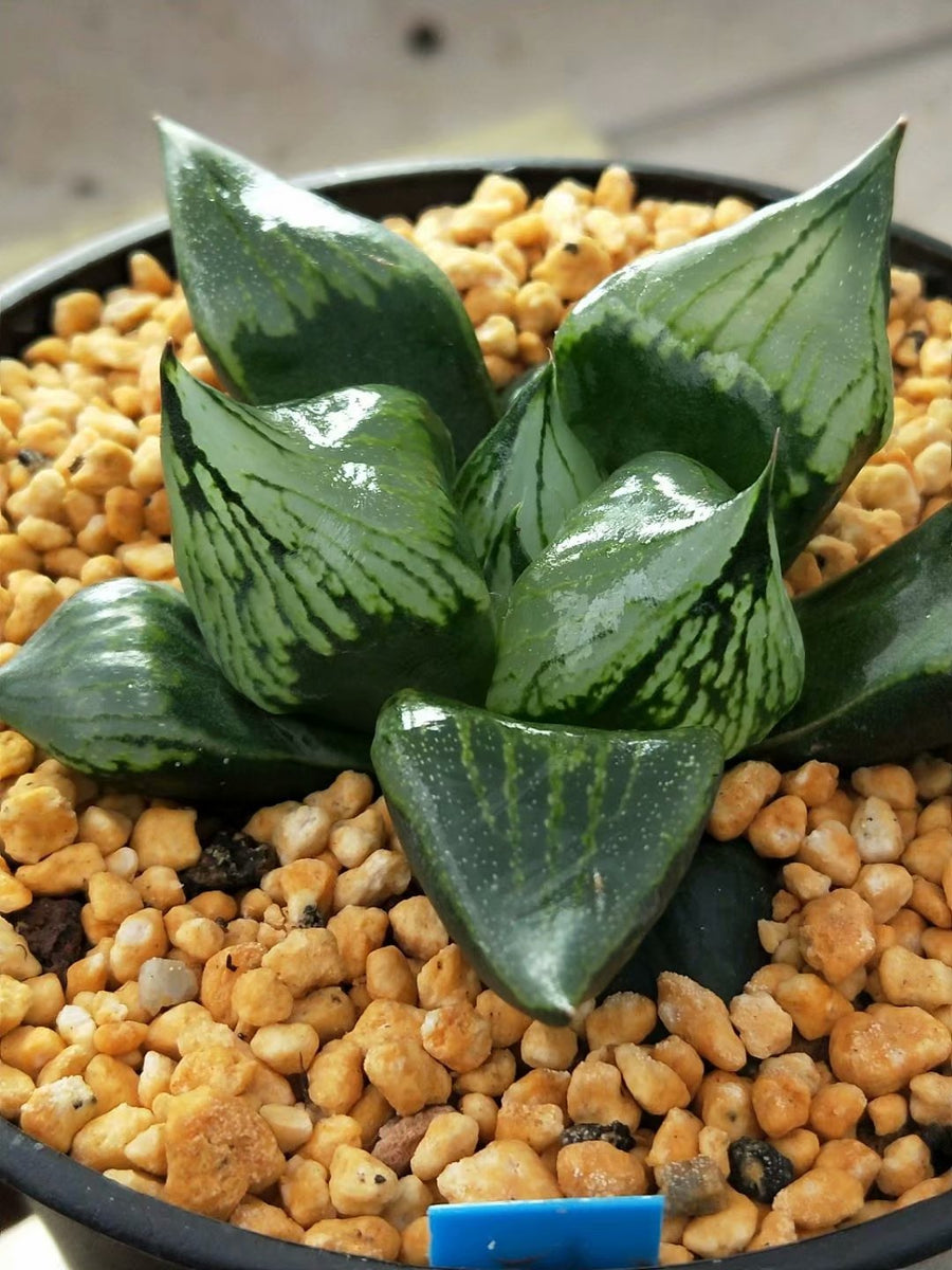 Haworthia 'guobanruo',Larger Succulent,Rare Succulent，Live Succulent Plants