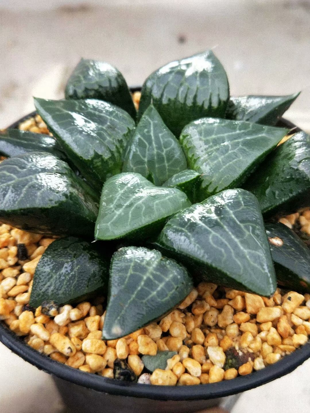 Haworthia Correcta “Ice River",Larger Succulent,Rare Succulent，Live Succulent Plants